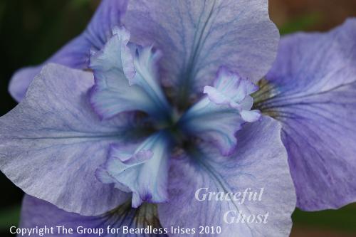 Graceful Ghost 21.5 (3)